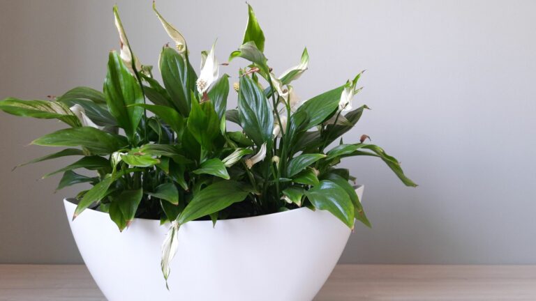 peace lily