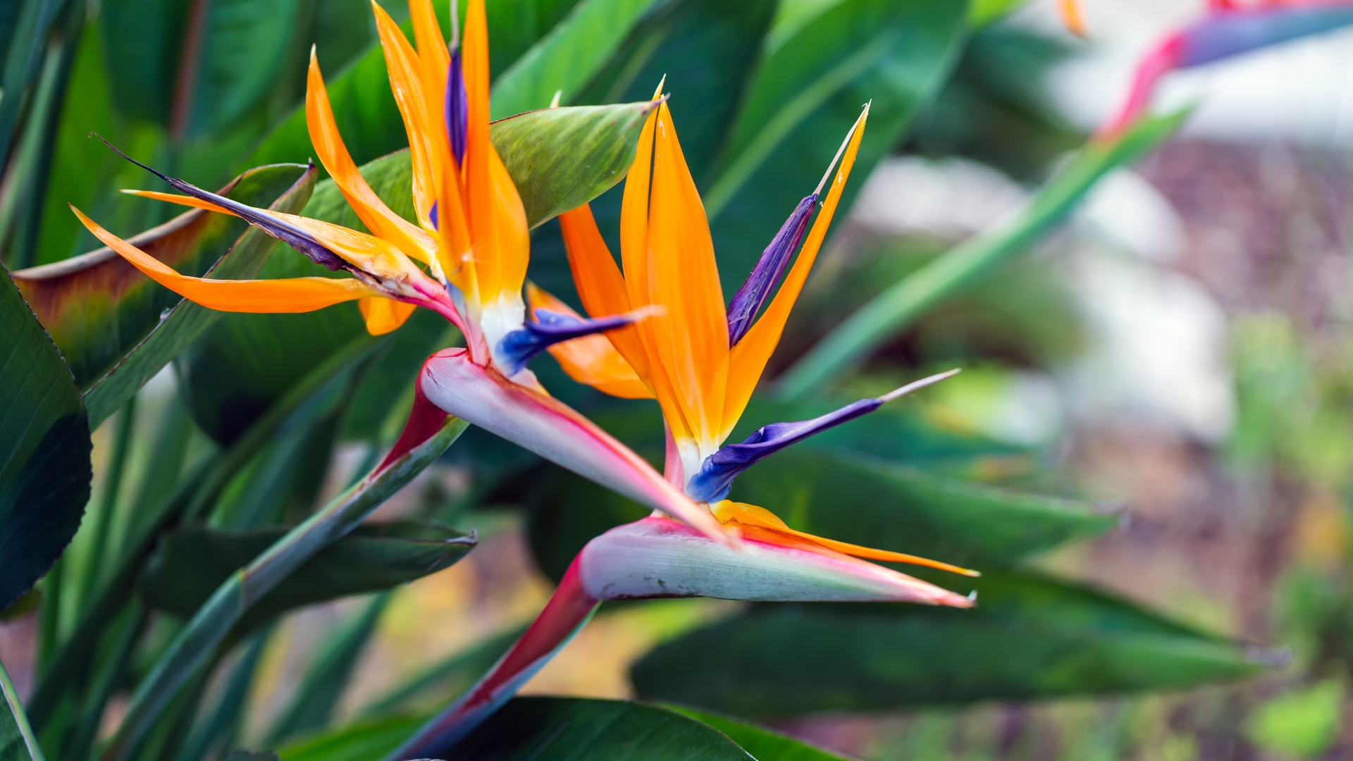 Best Tropical Plants – 15 Expert Picks To Create Your Very Own Backyard Paradise