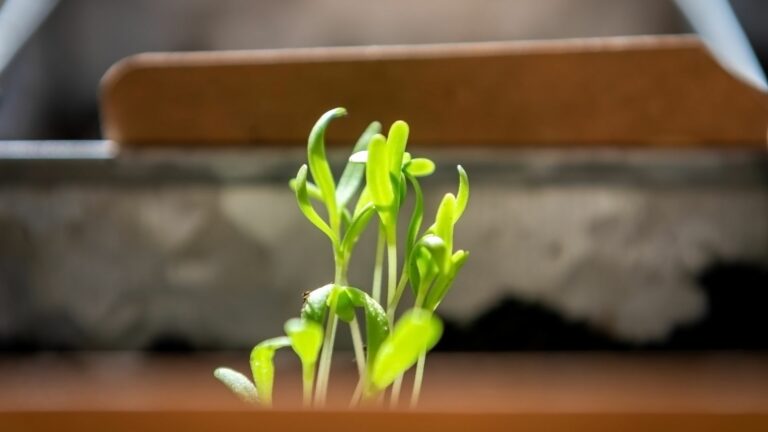 spinach seedlings