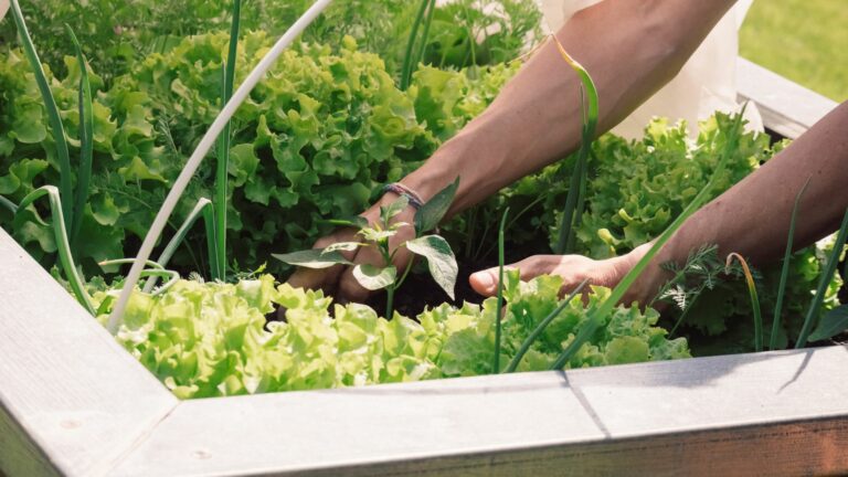 vegetables raised beds