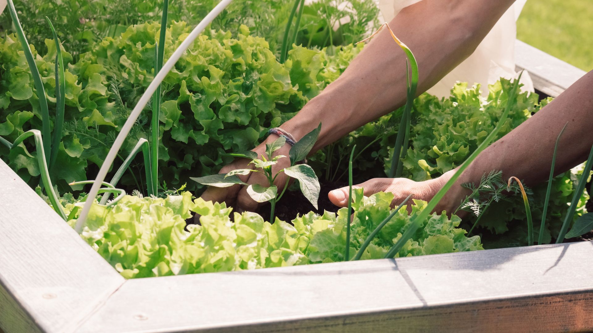 Best Veggies For Raised Beds In Texas (And What To Avoid)