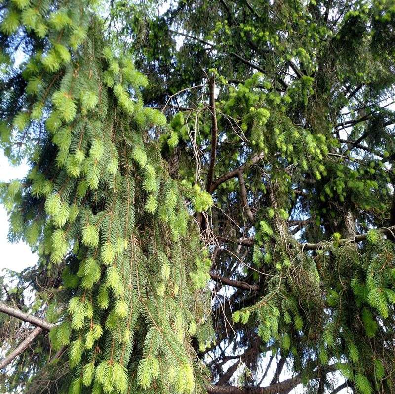 Better Alternative: Norway Spruce