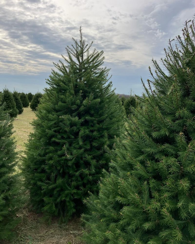 Better Alternative: Concolor Fir