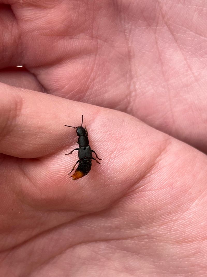 Rove Beetles