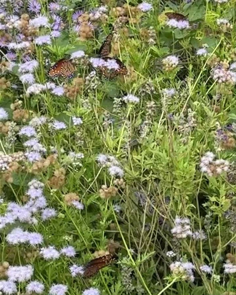 Gregg's Mistflower (Conoclinium greggii)
