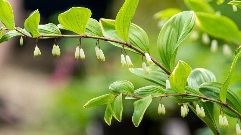 Solomon's Seal For Elegant Arches