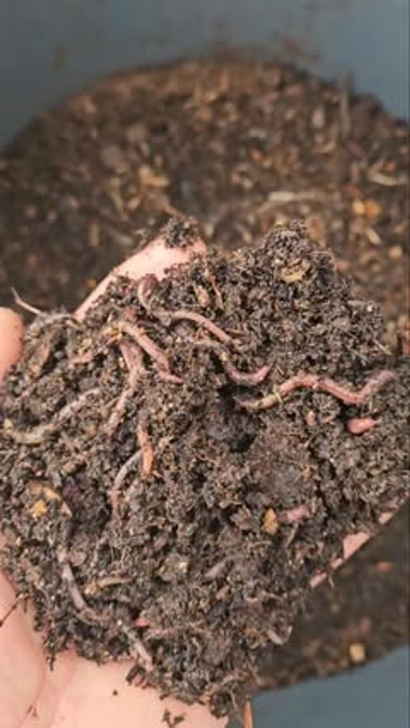 Native Worm Castings