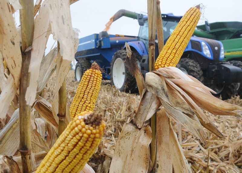 Genetic Testing for Harvest Timing