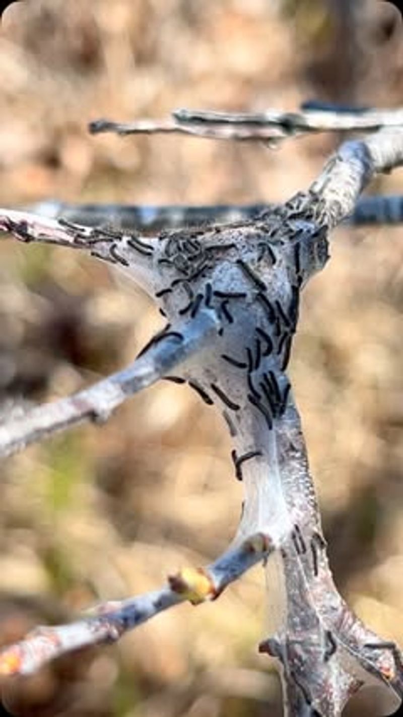 Tent Caterpillar Colonies