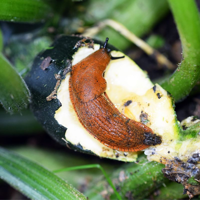 Slug And Snail Barriers