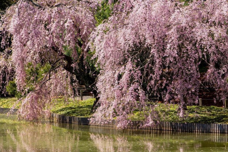 Weeping Cherry Tree