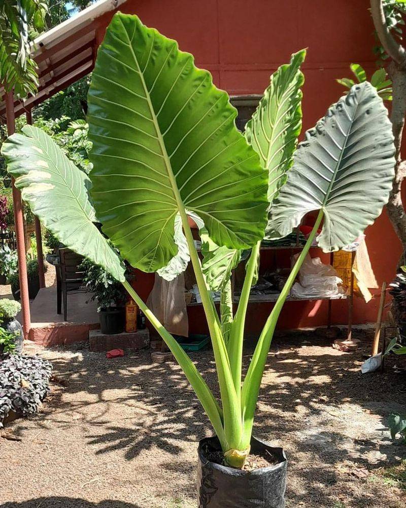 Taro Plants
