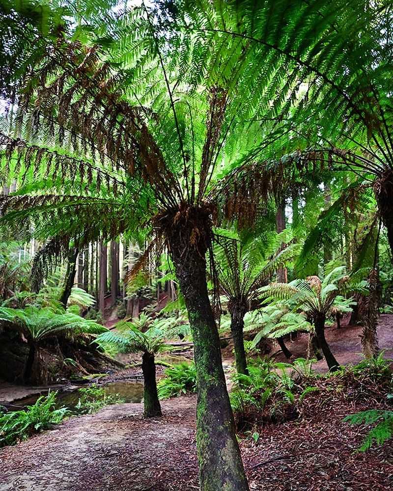 Tree Ferns