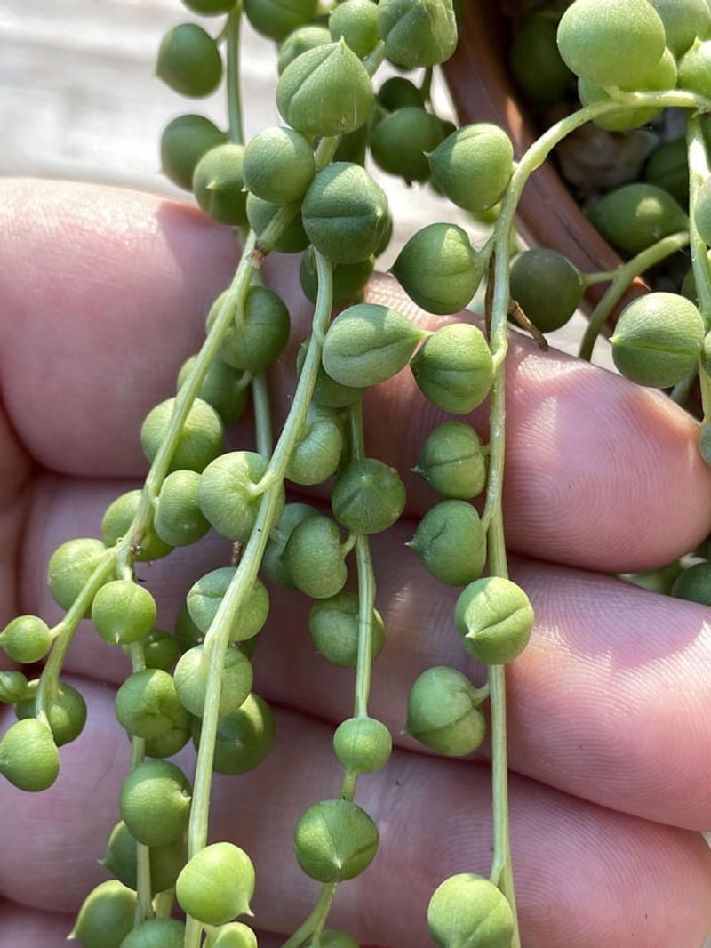 String of Pearls
