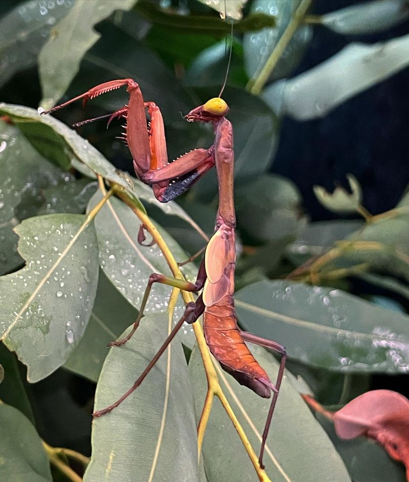 Praying Mantis
