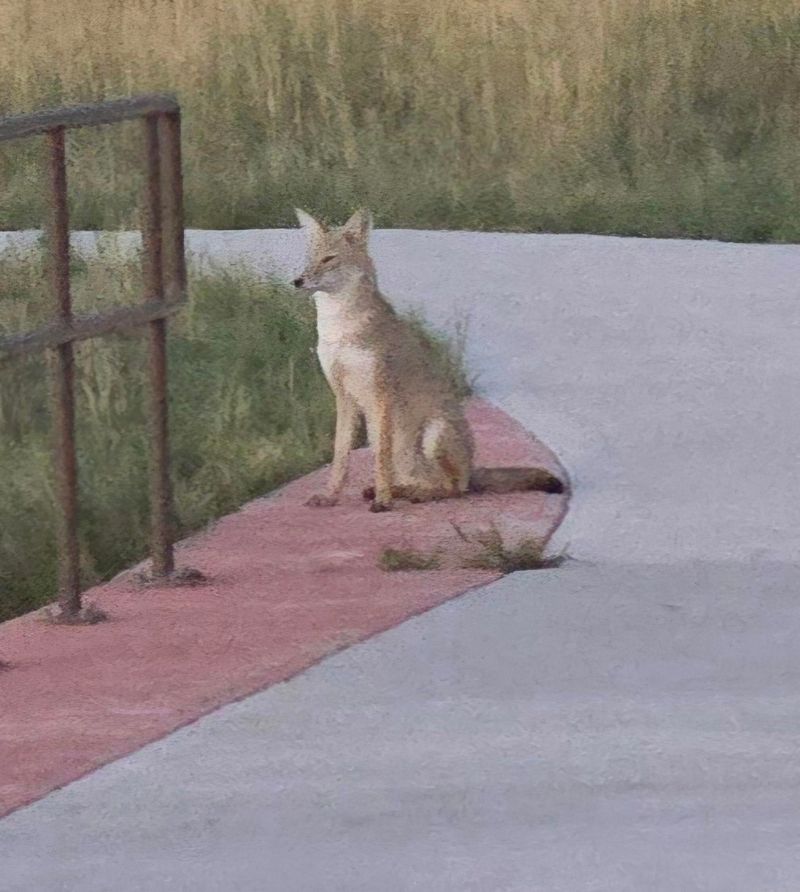 Female Dog In Heat