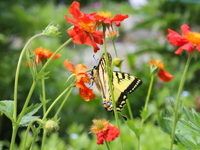 Alaska Botanical Garden - Anchorage
