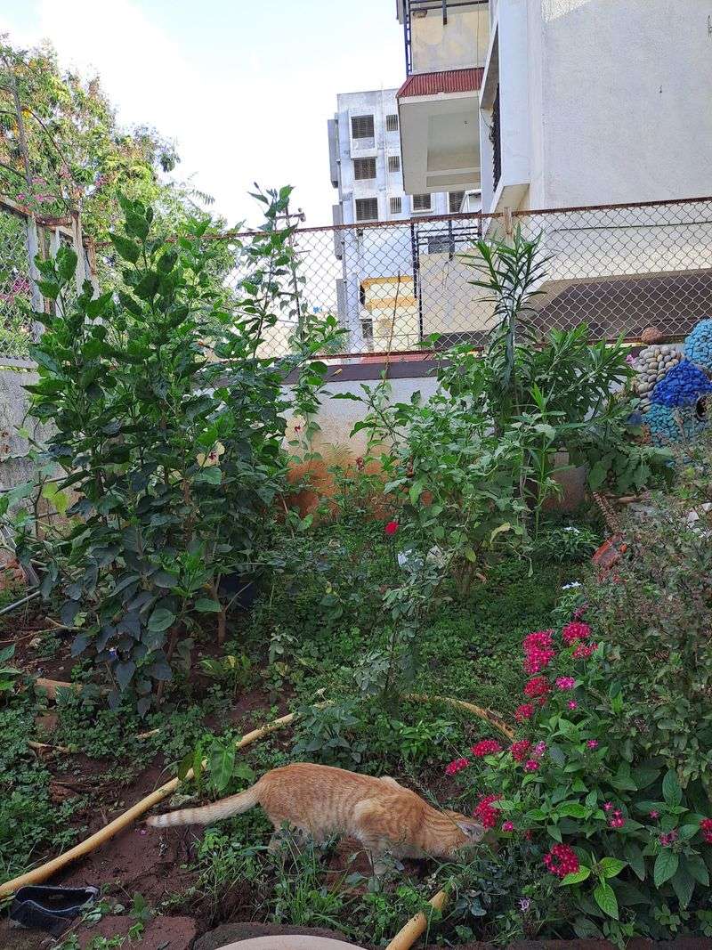 Unkempt Vegetable Garden