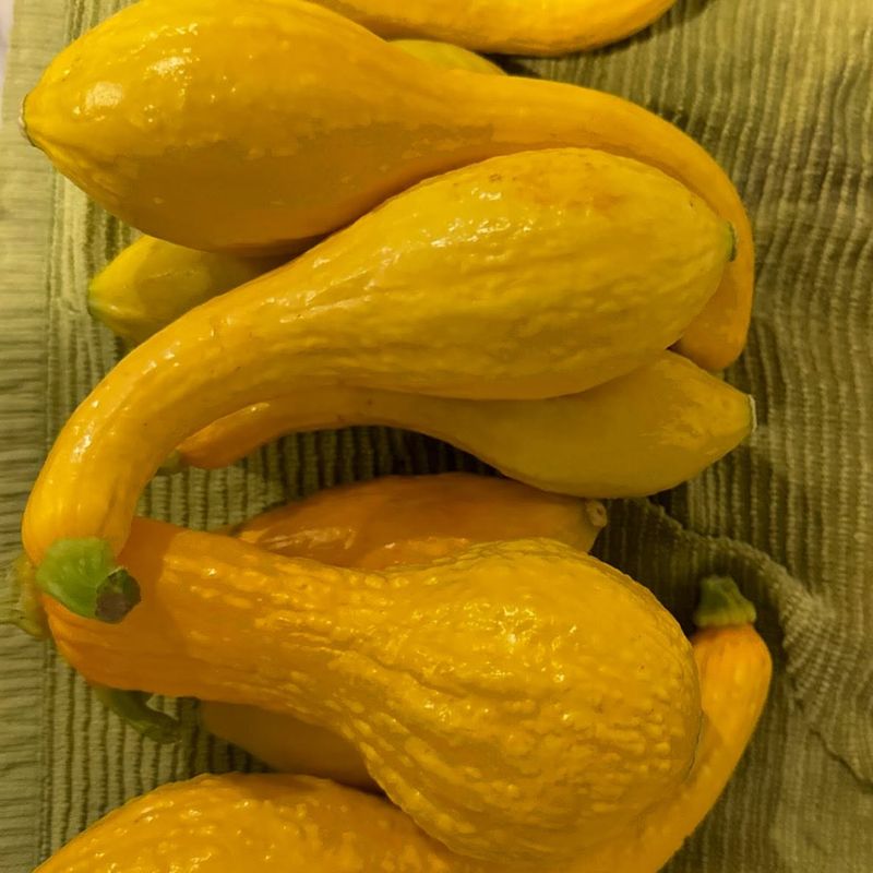 Yellow Crookneck Squash