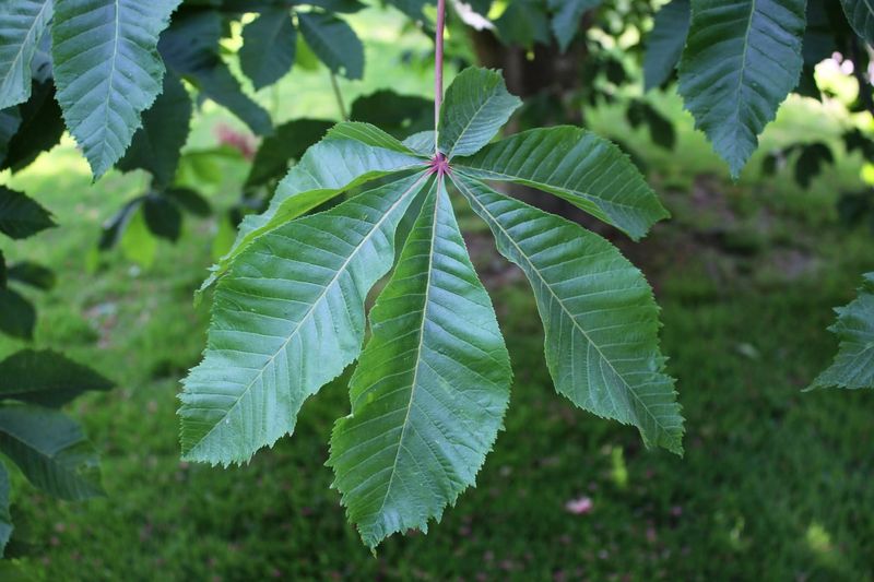 Horse Chestnut