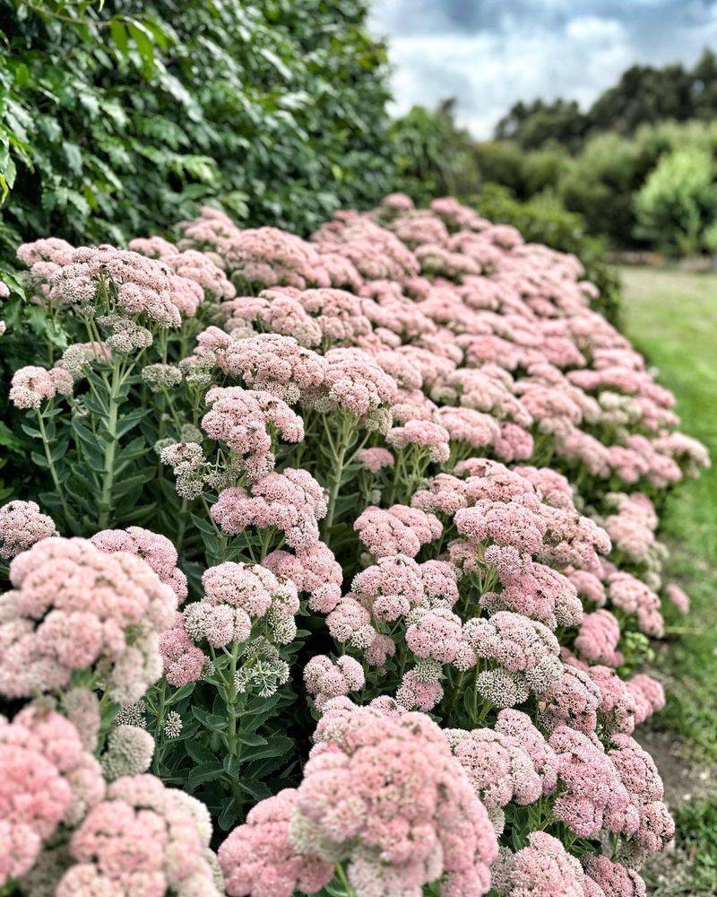 Sedum 'Autumn Joy'