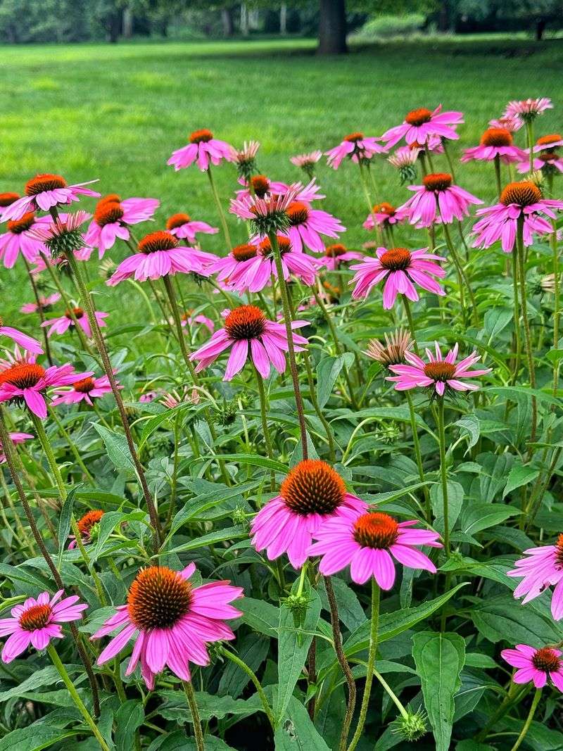 Coneflower