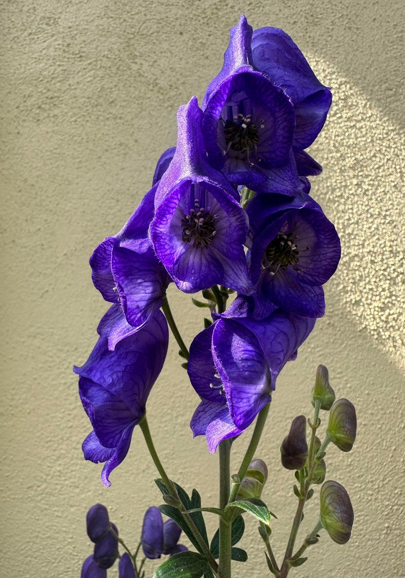 Monkshood