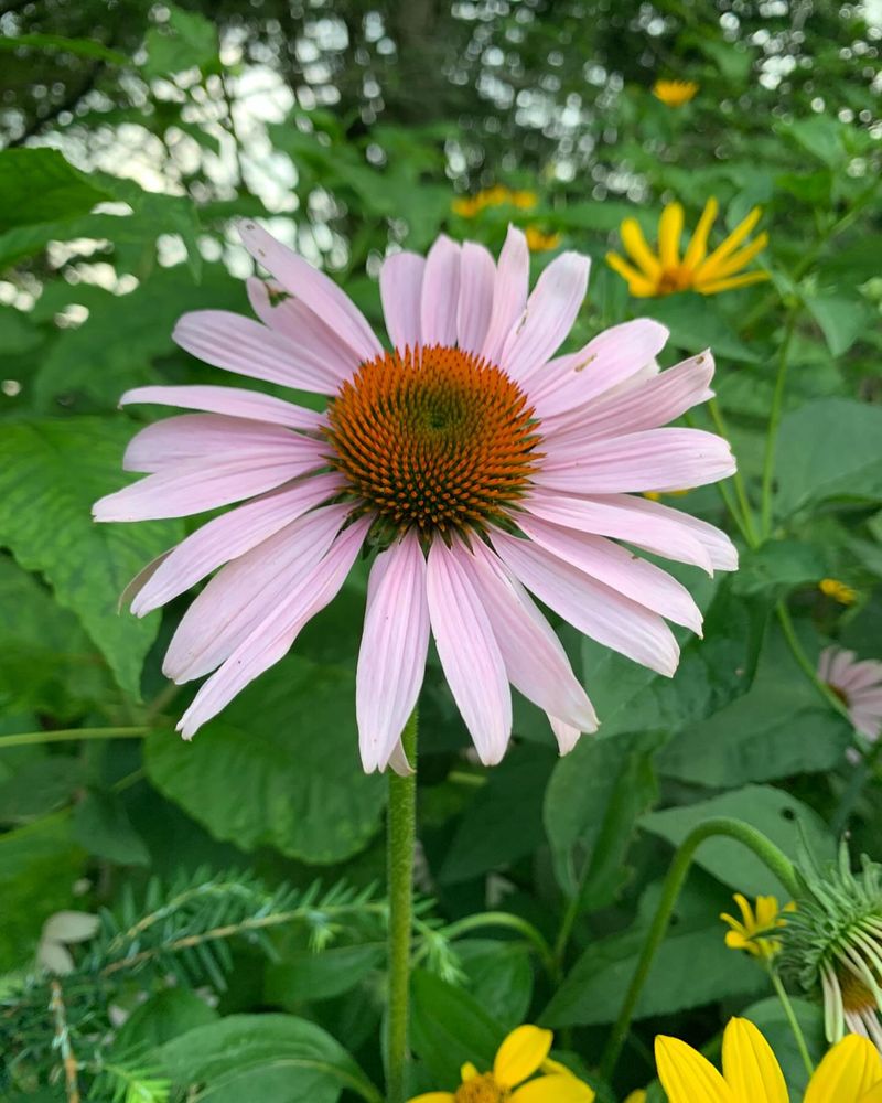 Purple Coneflower
