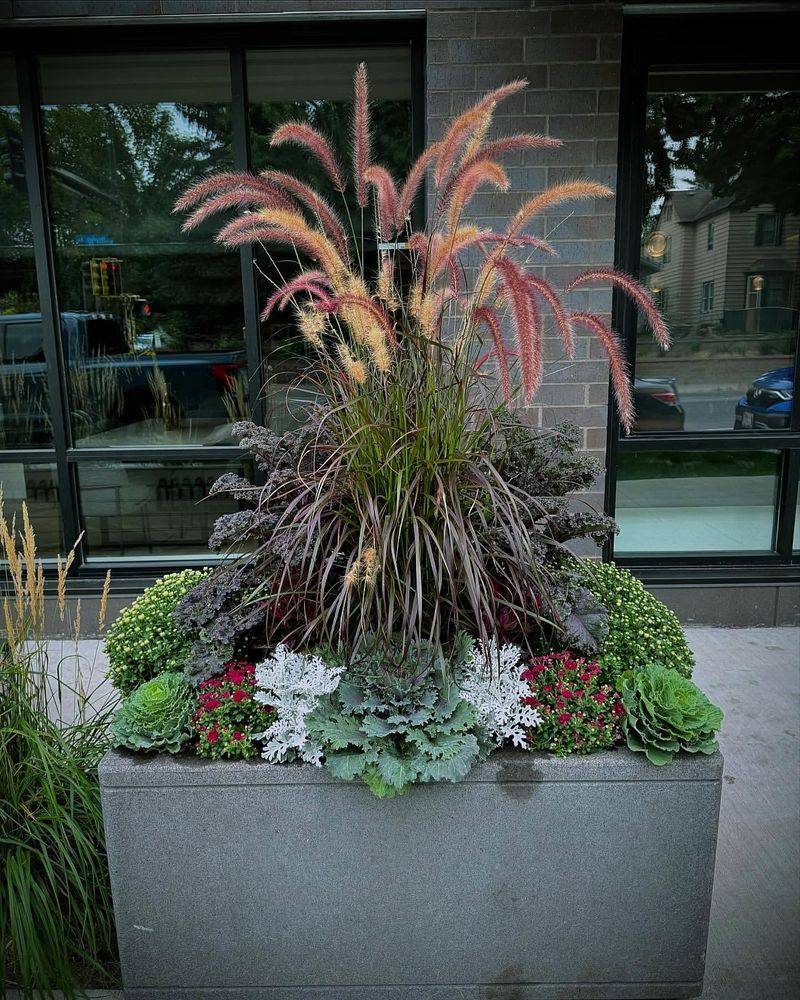 Purple Fountain Grass