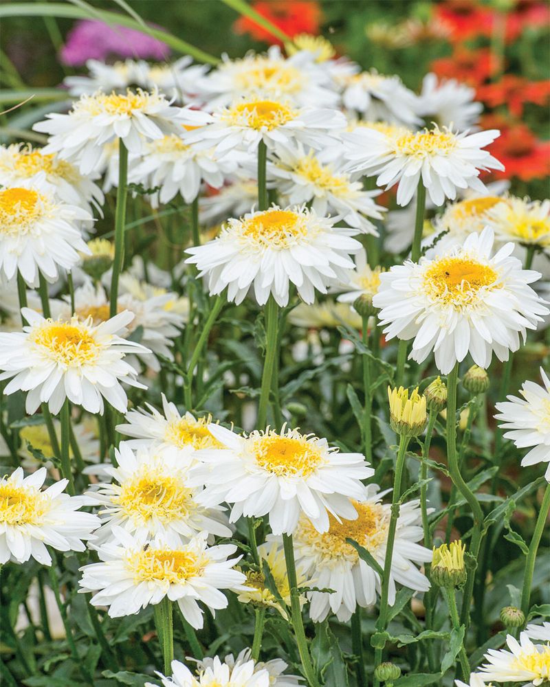 Shasta Daisy
