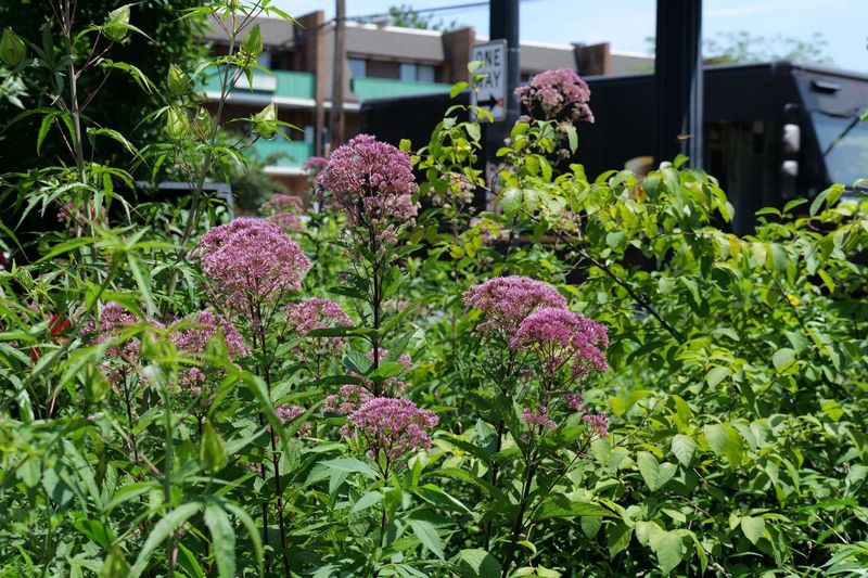 Joe-Pye Weed