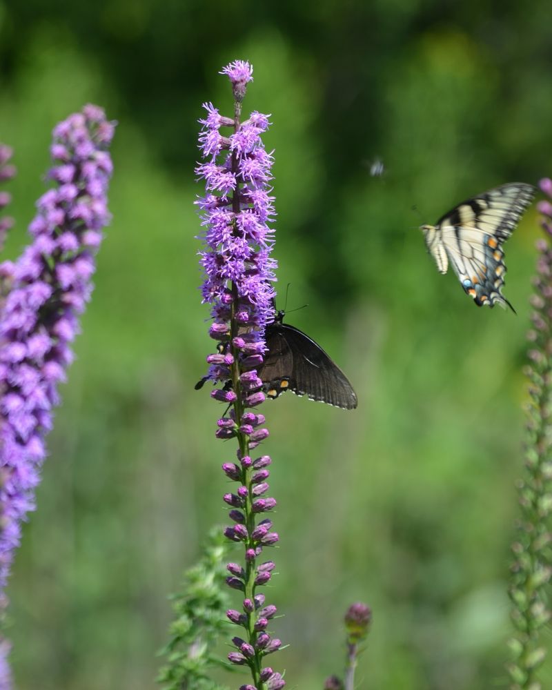 Blazing Star