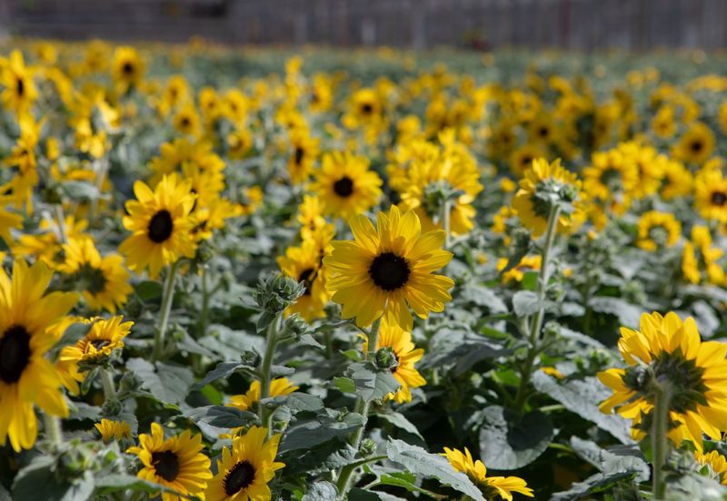 Sunflowers (Helianthus)