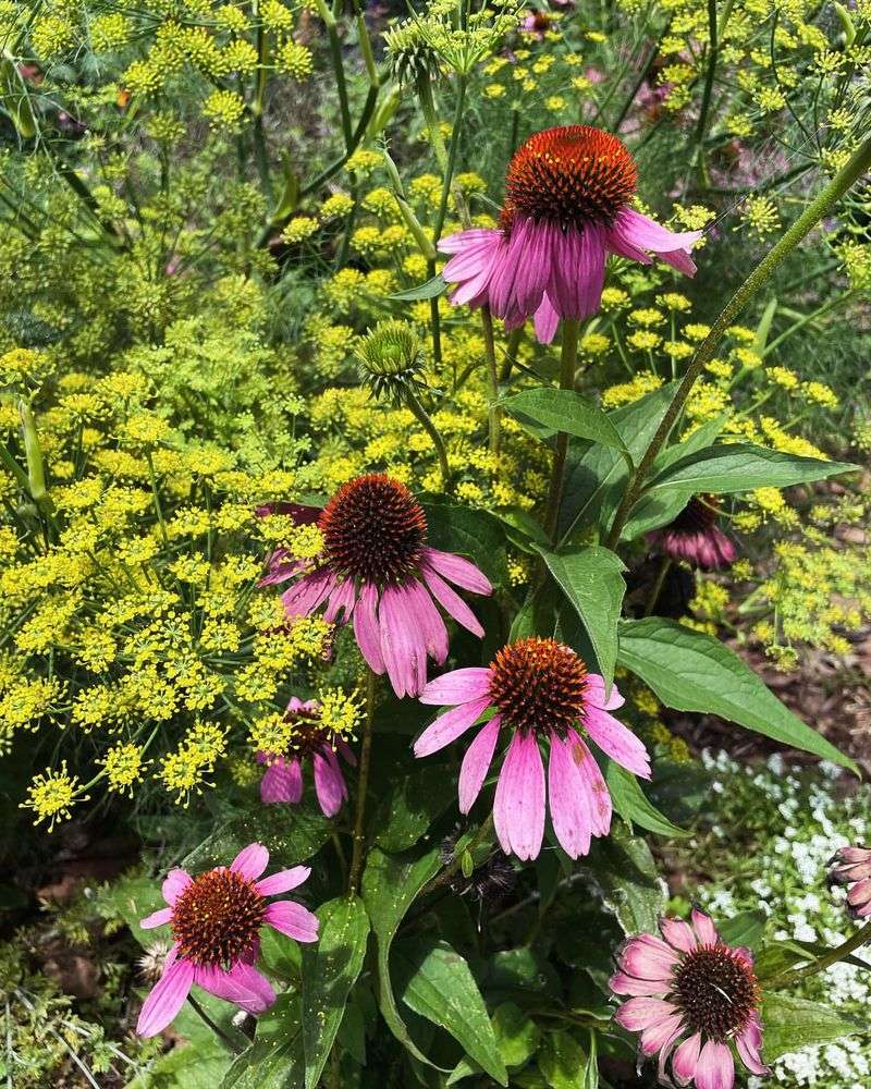 Purple Coneflower: Tough Native Beauty