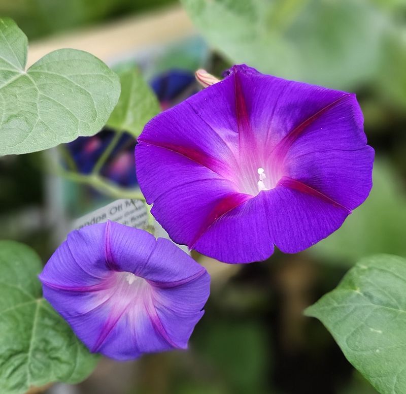 Morning Glory