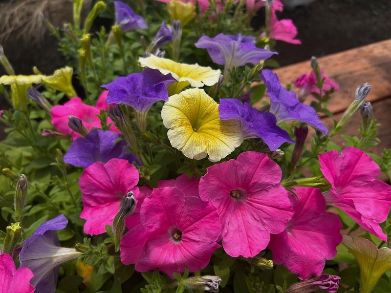 Petunias