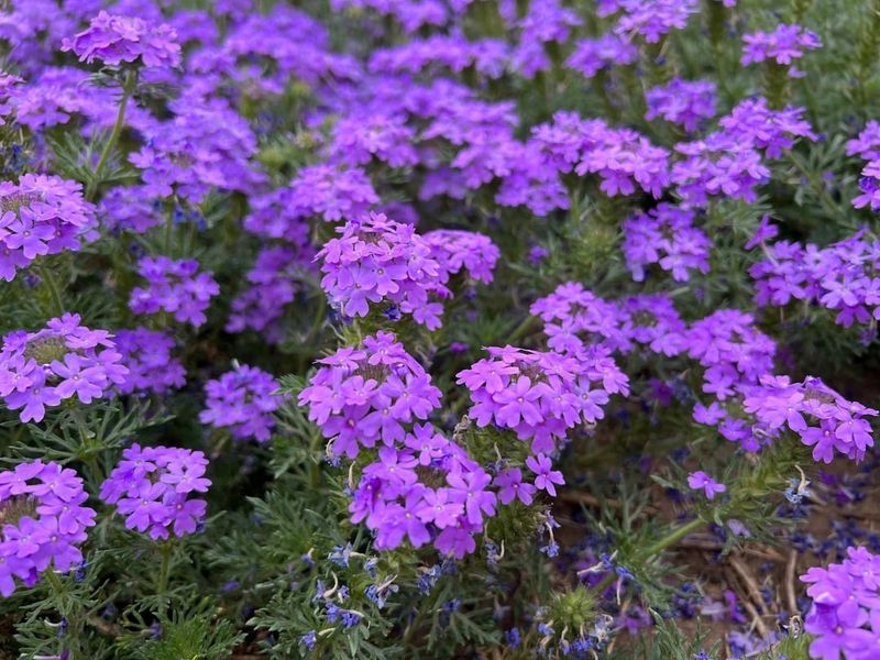 Verbena: Ground-Hugging Gems