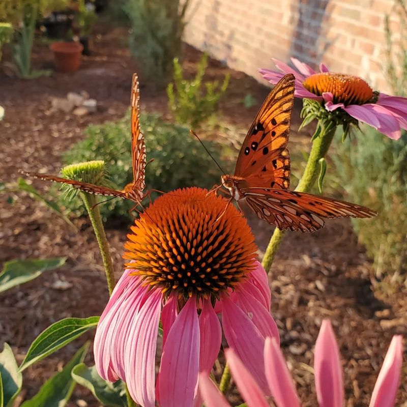 Coneflowers Attract Butterflies