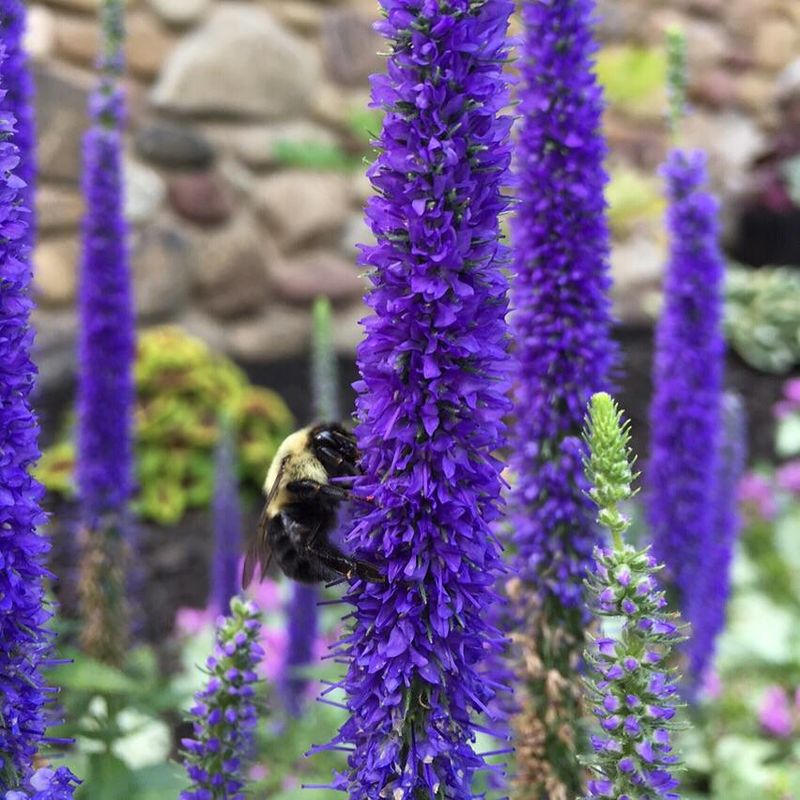 Speedwell: Spiky Sophistication