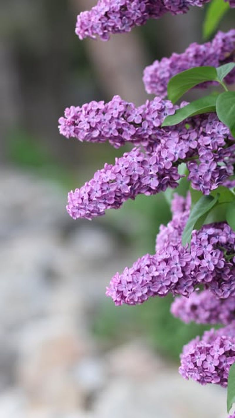 Lilacs Love Post-Bloom Pruning