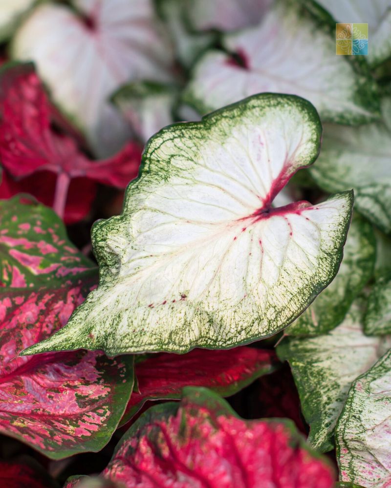 White Caladium with Scarlet Begonia
