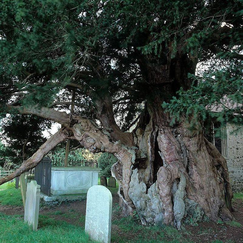 Yew