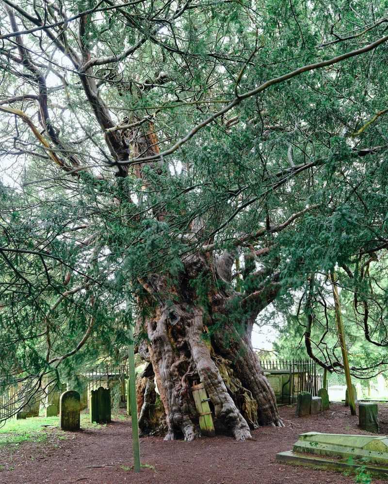 Yew