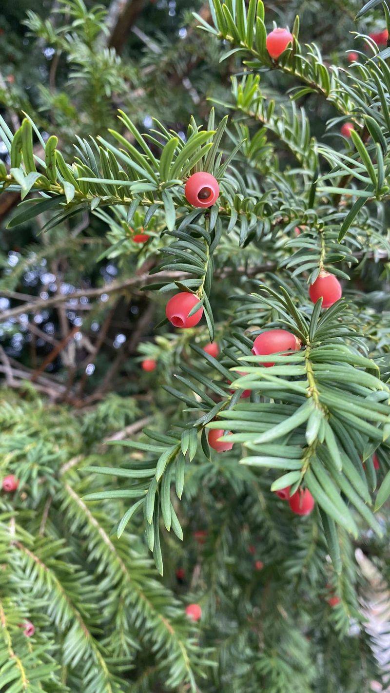 Yew