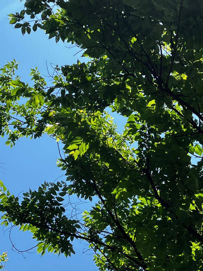 Siberian Elm