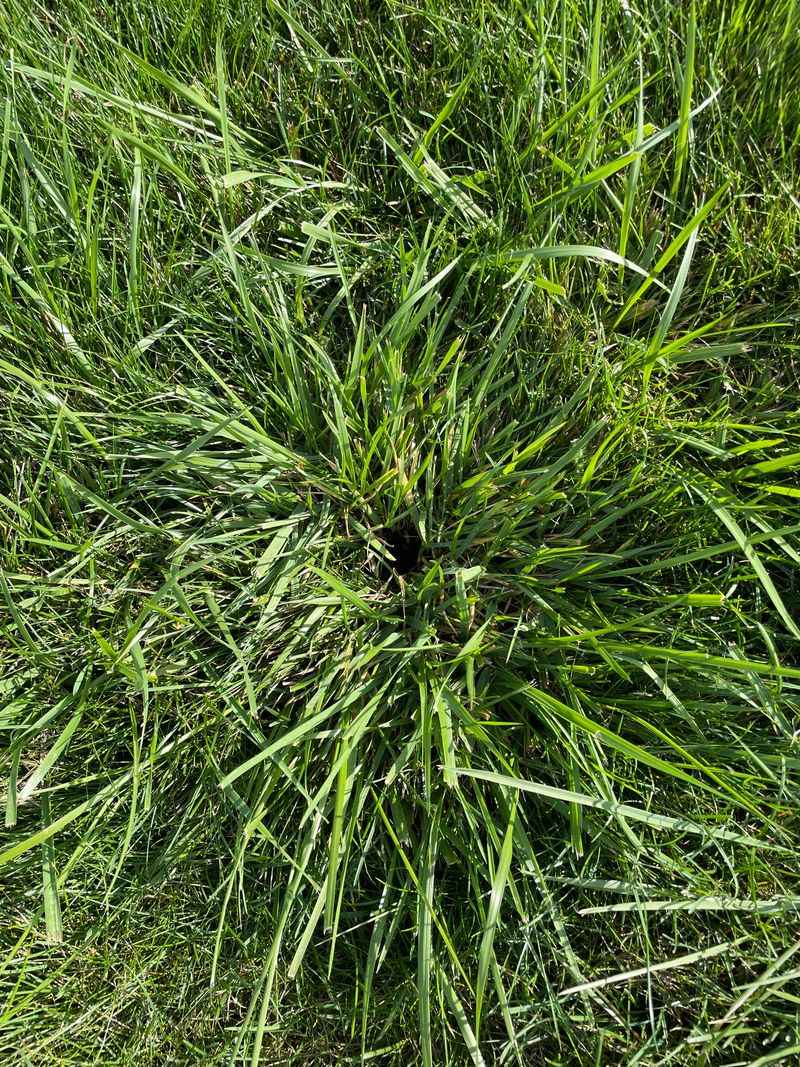 Aggressive Grasses: Quackgrass Quandary