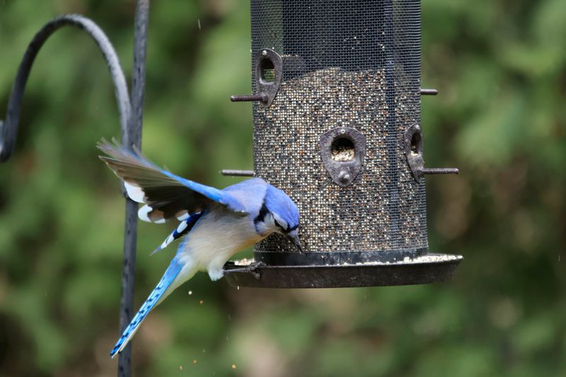 Blue Jay
