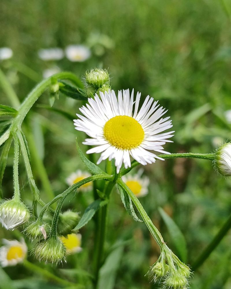 Daisy Fleabane