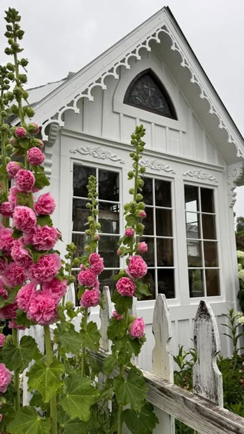 Hollyhock: The Cottage Classic