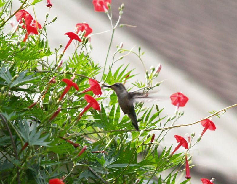 Cardinal Climber